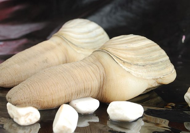 象拔蚌是什么有什么功效