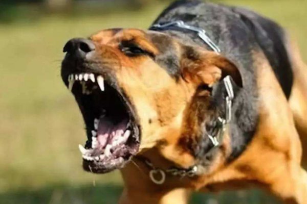 狗咬死了人 狗的主人犯什么罪？如何处置？