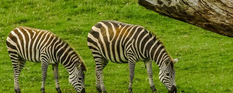 人与动物的根本区别是什么