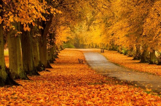 秋风过后一地金是什么意思