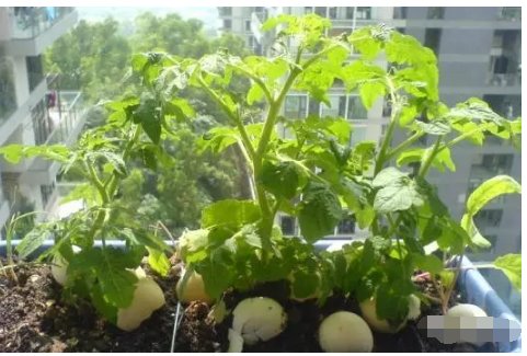 番茄的种植方法