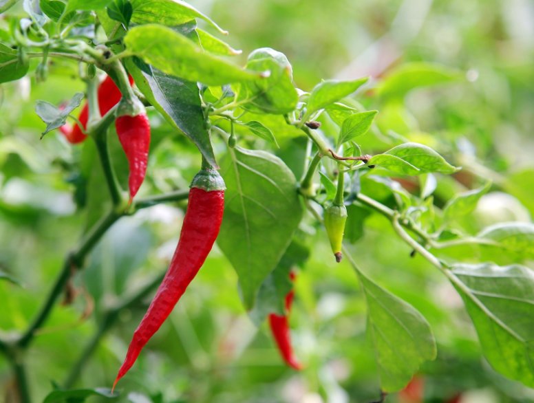 辣椒属于什么类蔬菜