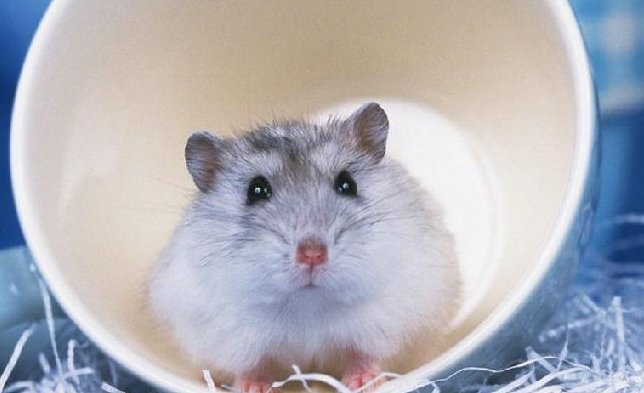 北极旅鼠的生活习性‘ ？