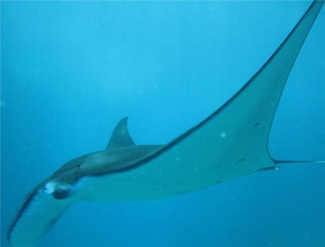 雅浦岛:摆石头炫富找老婆,还用石头当货币买房买地,这是什么传统?