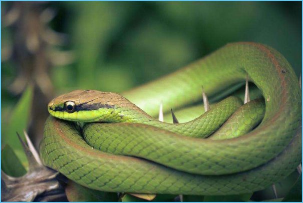 梦见自己打死蛇是什么意思