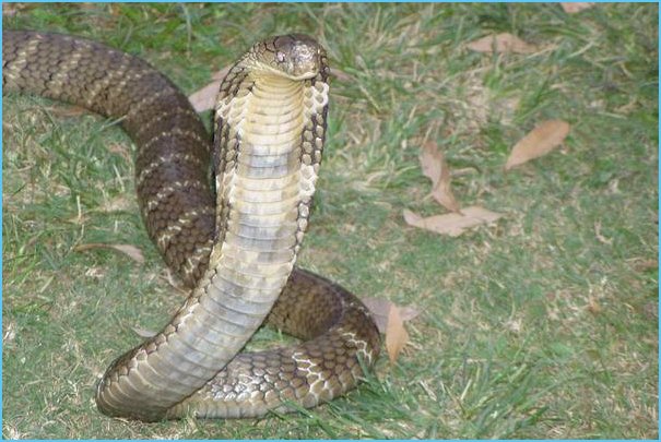 梦见自己打死蛇是什么意思