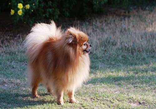 小狗拉肚子怎么办 拉的很稀