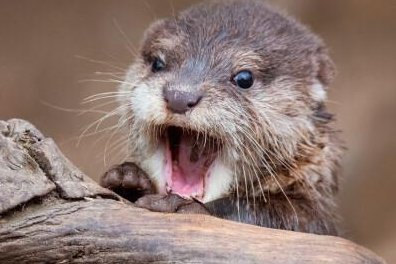 水猴子是什么动物？