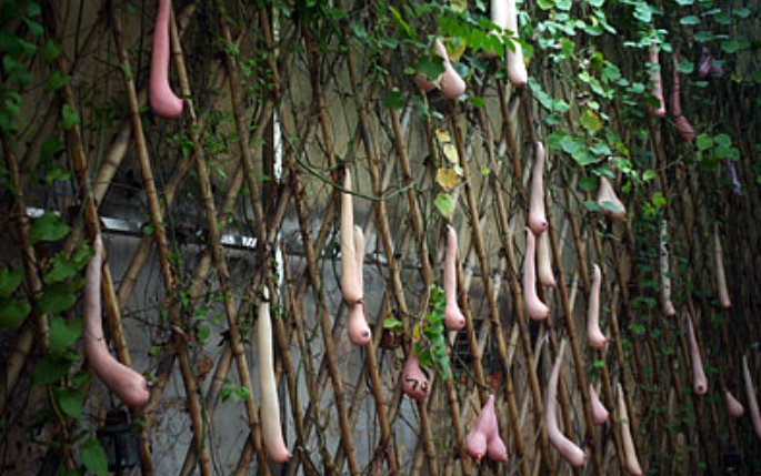 乳瓜逆天,越南的乳瓜到底神奇在哪?