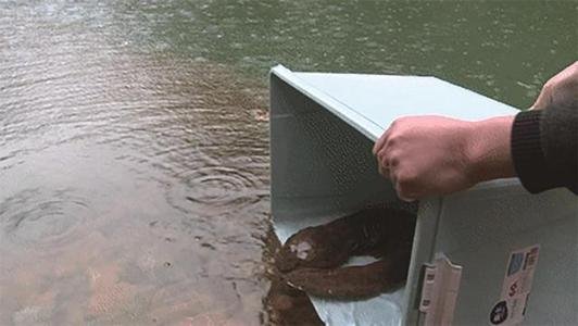 治理工在六盘山发现一条巨型娃娃鱼，娃娃鱼一般会生活在哪些河域？