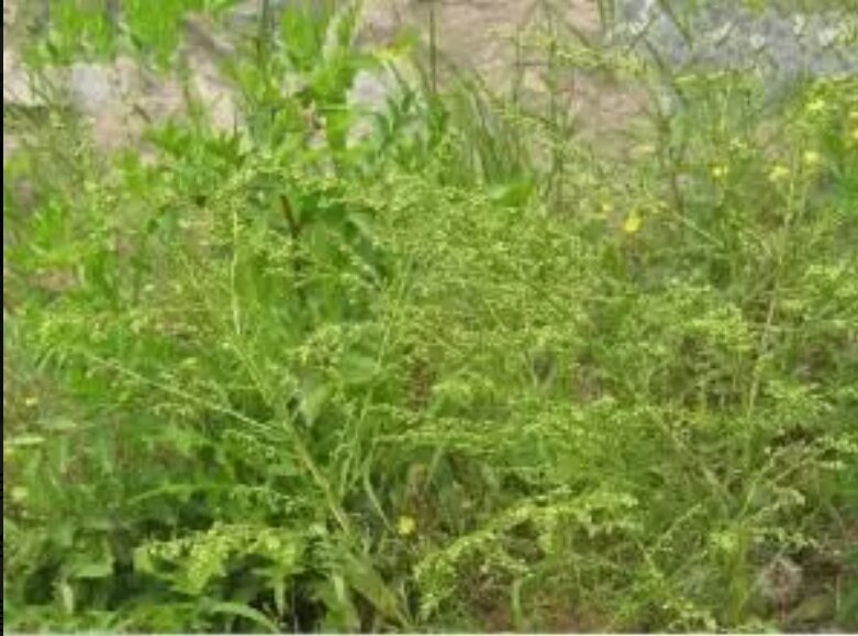 牡蒿有什么功效和作用？