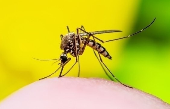 辽宁首次捕获4只金蚊子，这是怎样的稀有品种？