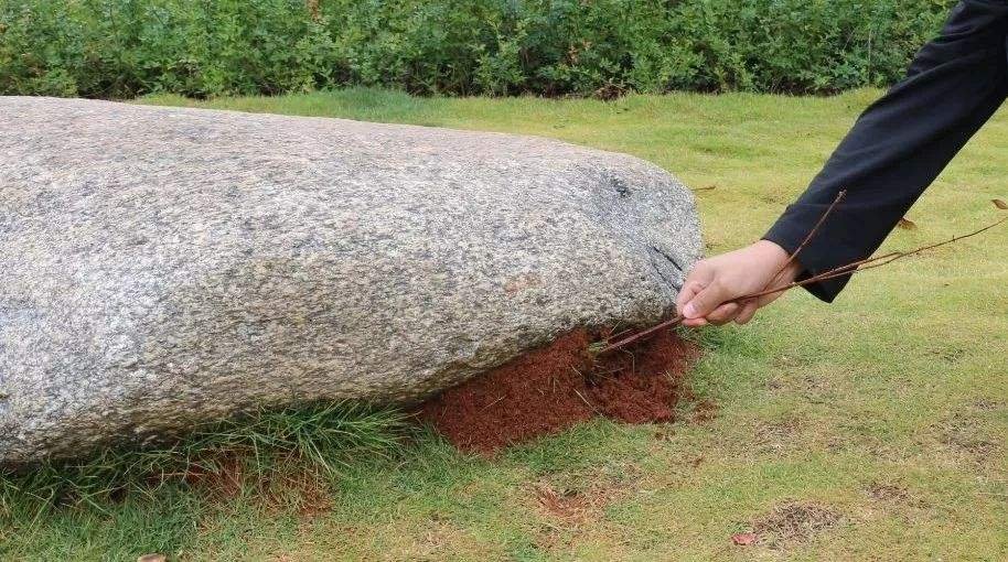 女子景区被蚂蚁叮咬心脏骤停，到底是怎么回事？
