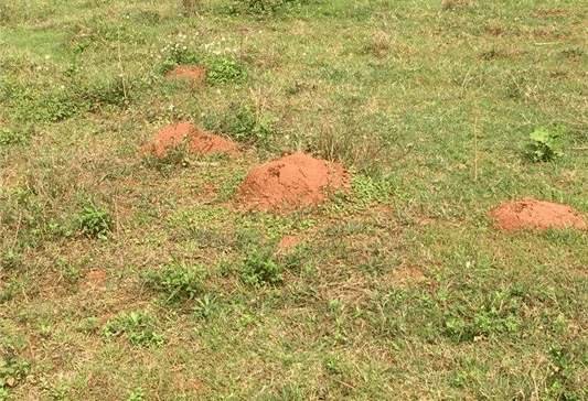 女子景区被蚂蚁叮咬心脏骤停，到底是怎么回事？