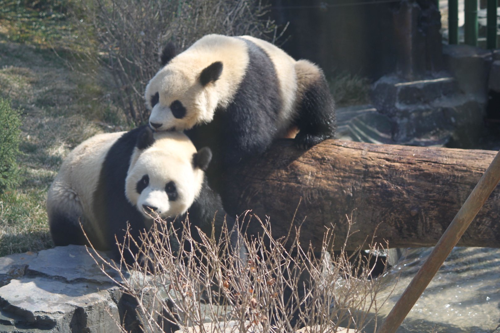 大连大熊猫跟游客击掌后有何表现？