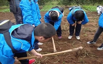大学生假期社会实践活动都有哪些