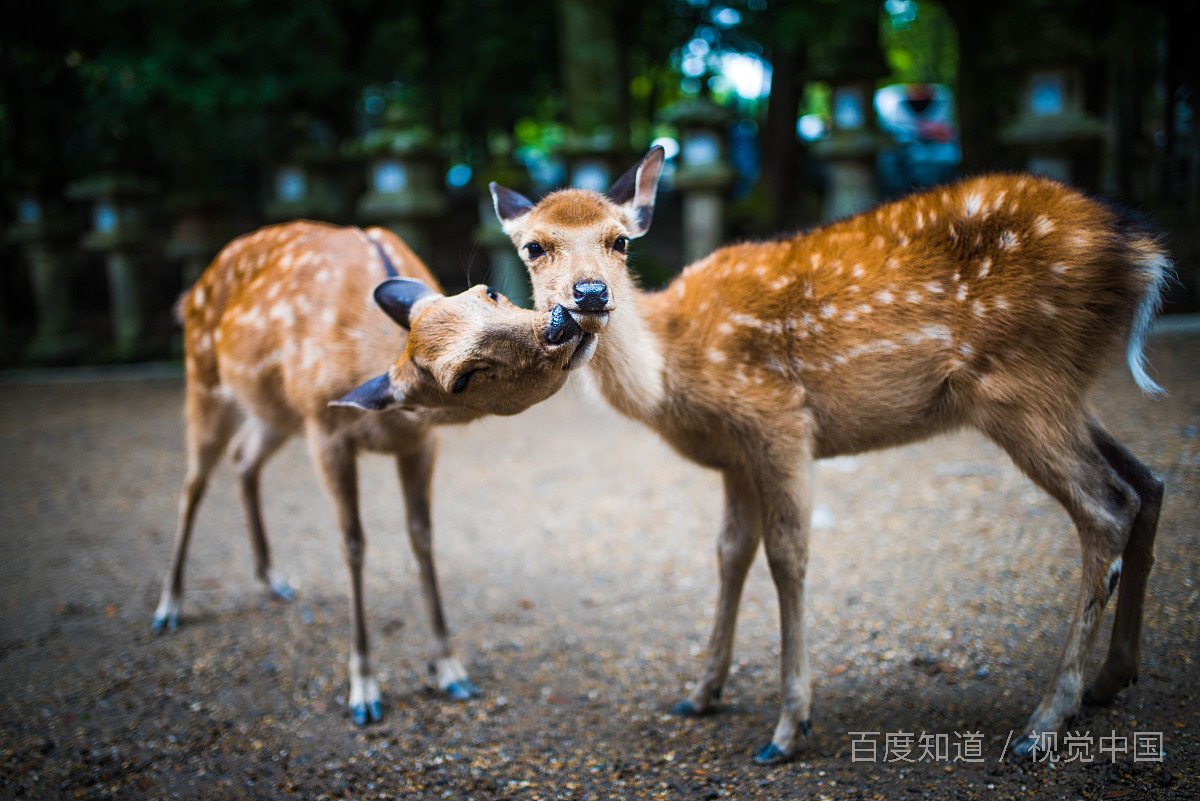 白鹿原上发现小鹿，你怎么看？