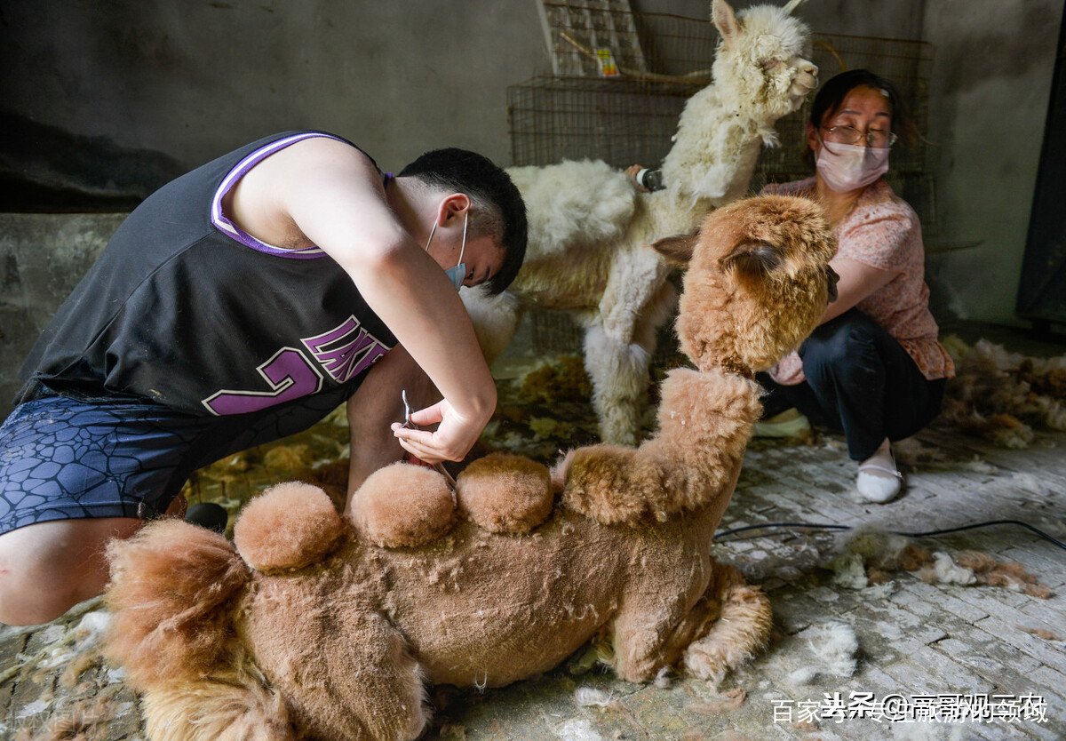 “神兽”羊驼,究竟是羊还是驼?