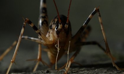 蛛丝马迹中的马是指什么马？