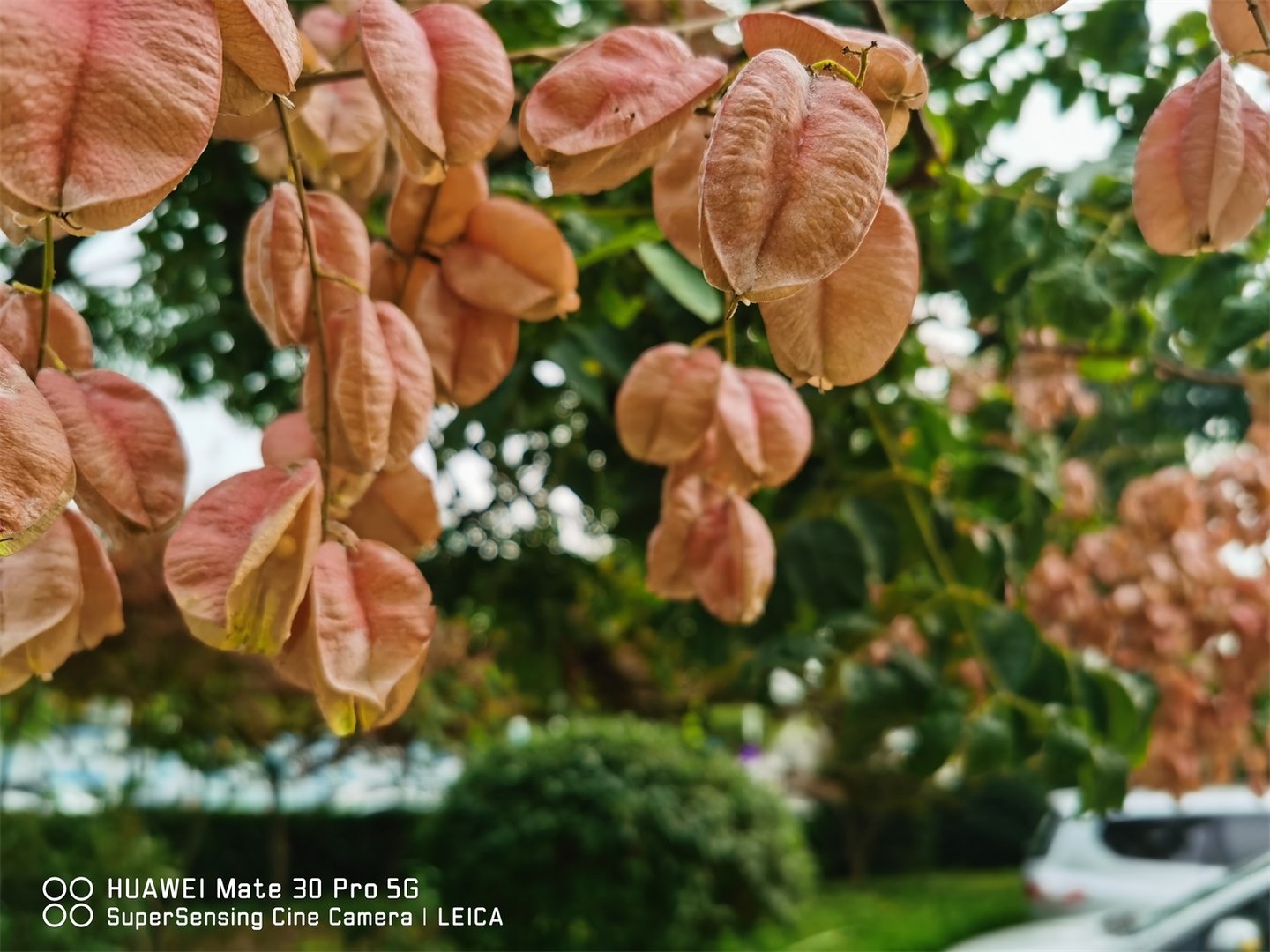 栾树种子怎么种