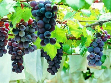 中国种植葡萄始于哪一什么时期？