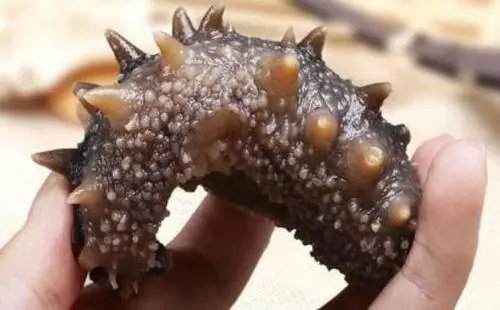 海参适合什么季节吃?