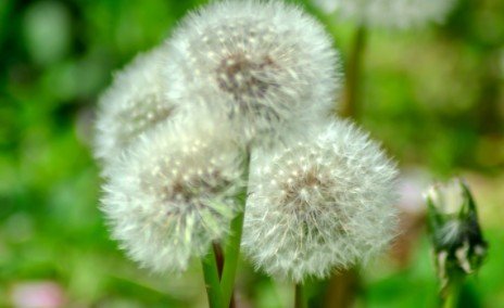 婆婆丁是蒲公英吗，为什么婆婆丁叫蒲公英？