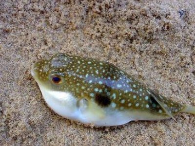 海安特产有哪些？