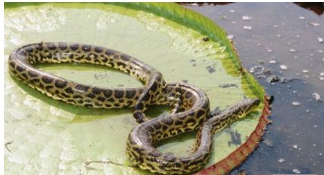 老虎和蟒蛇,谁更厉害?