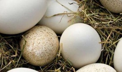 鹅蛋的功效与作用鹅蛋怎么吃最营养？