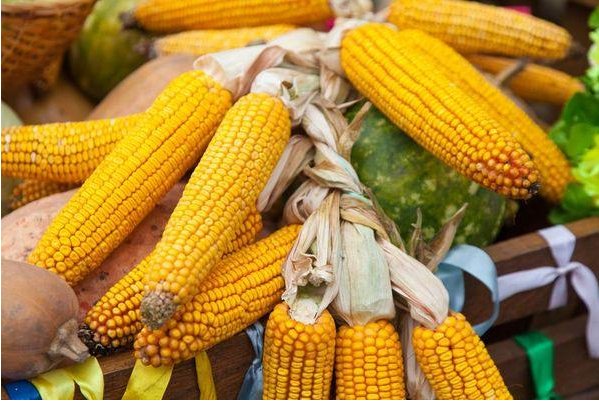玉米价格创历史新高，是什么原因导致的呢？
