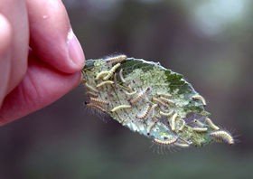 有人知道这是啥虫子吗，毛毛虫？黑色的