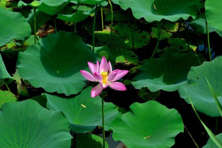 关于春夏秋冬的古诗各10首