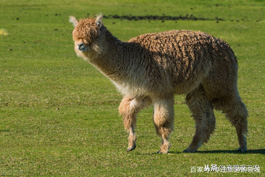 “神兽”羊驼,究竟是羊还是驼?