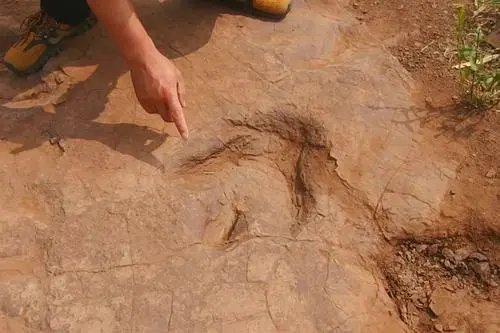 四川发现肉食性恐龙足迹,这究竟是一种什么恐龙?