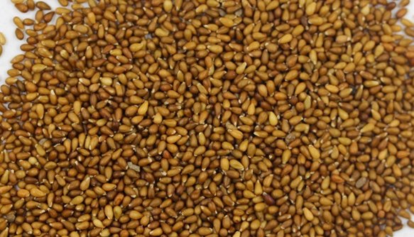 猫儿脸的种子长什么样