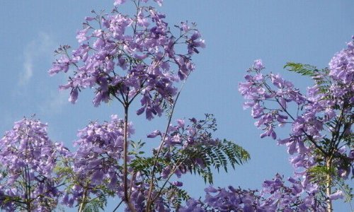 蓝楹花的花语是什么？