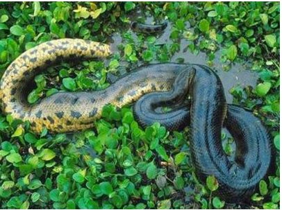 老虎和蟒蛇,谁更厉害?