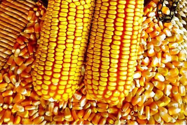 玉米价格创历史新高，是什么原因导致的呢？