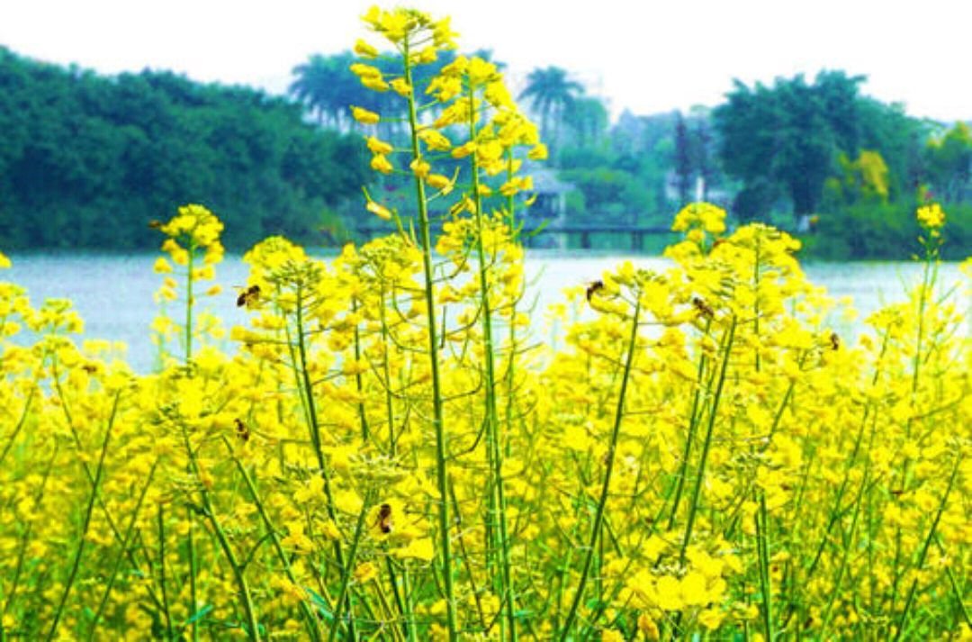 描写油菜花的古诗词有哪些