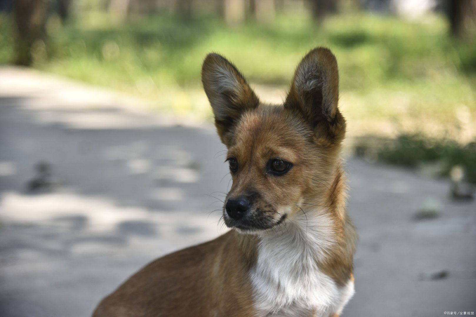 女人梦见狗是什么意思