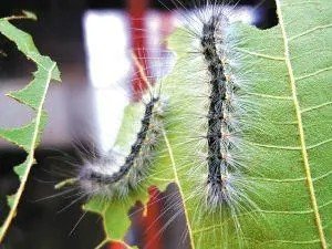 有人知道这是啥虫子吗，毛毛虫？黑色的