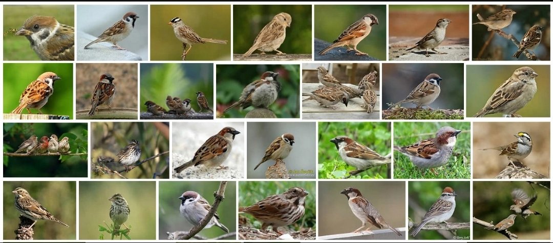 有没有绿色的麻雀？