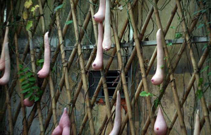 乳瓜逆天,越南的乳瓜到底神奇在哪?