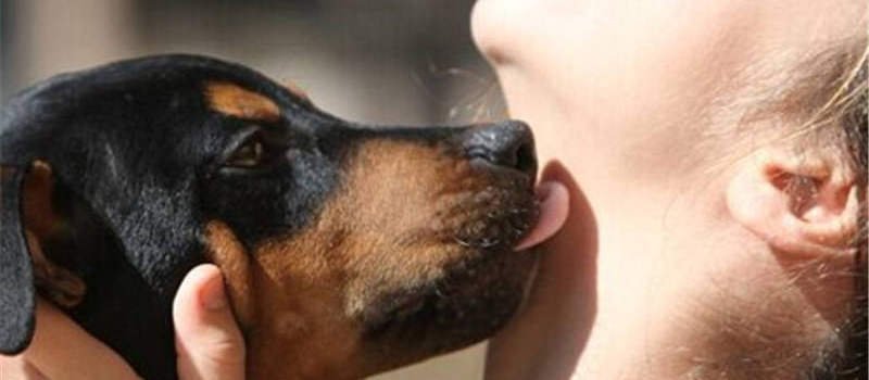 狗狗喜欢舔人是什么原因？