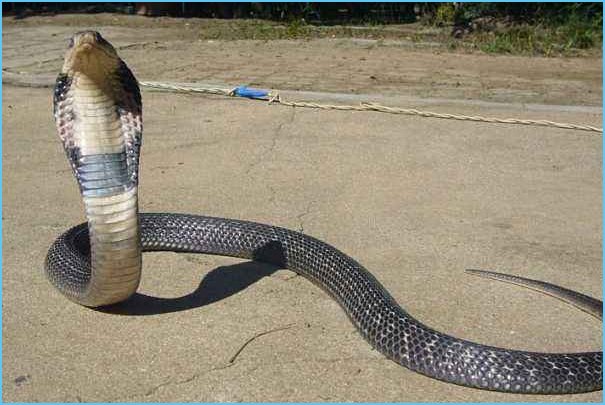 梦见自己打死蛇是什么意思