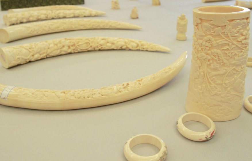 象牙与象骨如何区分?