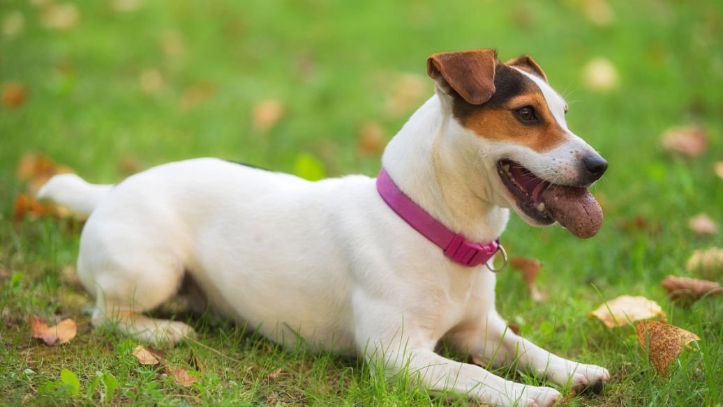 细狗多少钱一只