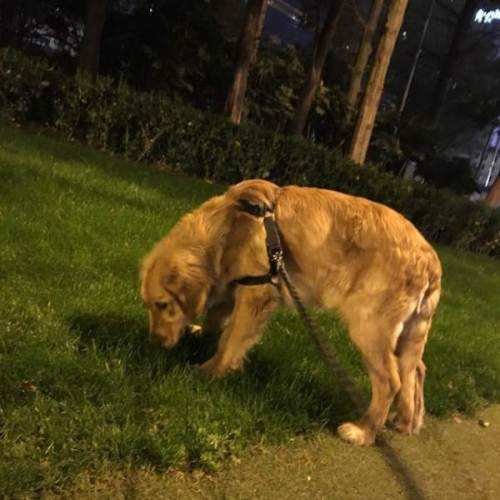 有黑色金毛吗？