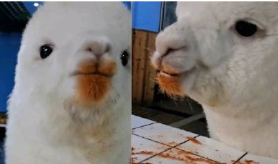 重庆羊驼偷吃辣椒面，难道羊驼是入乡随俗了吗？